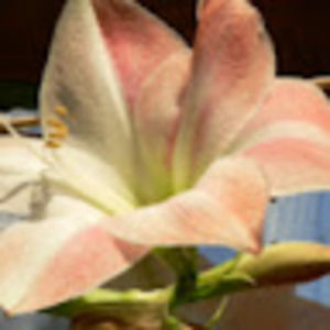 Meet your Posher, William